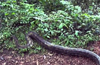 Bantwal : Python which attacked 11 yr old Vaishakh finally trapped by locals